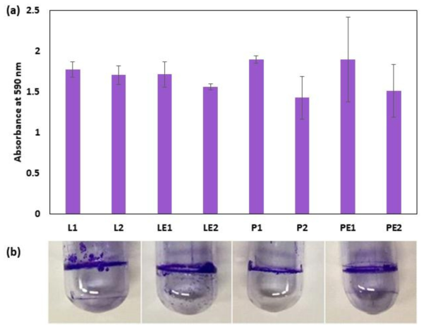(a) Biofilm formation capacity as of absorbance at 590 nm of extracts obtained from the crystal violet assay (L: landfill bacterial isolates, LE: EPS-encapsulated landfill bacterial isolates, P: Petroleum degrading bacterial consortium, PE: EPS-encapsulated Petroleum degrading bacterial consortium; 1: in the absence of PE microplastics, 2: in the presence of PE microplastics, respectively). (b) Representative images of crystal violet-stained glass tubes with L, LE, P and PE, respectively