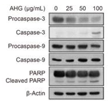 AHG에 의한 apoptosis 관련 유전자 발현 변화