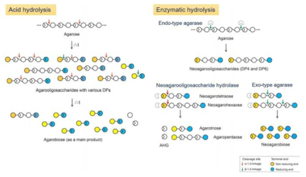 아가로스의 산 가수분해 및 효소 가수분해를 통한 다양한 중합도의 올리고당의 생산 공정 모식도