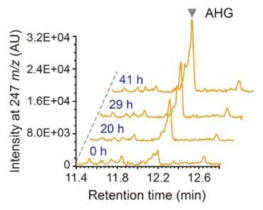 사람의 장내에서 발견되는 Bacteroides 속의 미생물을 네오아가로바이오스 탄소원으로 배양 시 AHG 생산 결과