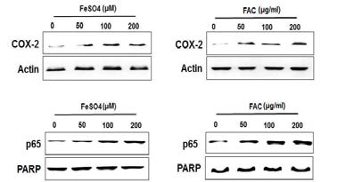 Iron(FeSO4 와 Femic)이 자궁내막증세포 (12Z)에서 COX-2와 NF-kb 단백질 발현에 미치는 영향
