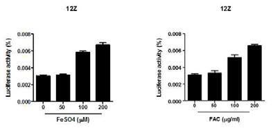 Iron(FeSO4 와 Femic)이 자궁내막증세포 (12Z)에서 NF-kB activity 에 미치는 영향