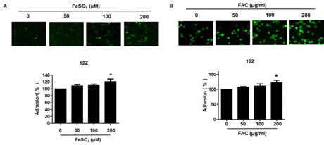 Iron(FeSO4 와 Femic ammonium citrate)이 지궁내막증세포 (12Z)의 부착(Adhesion)에 미치는 영향