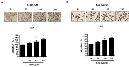 Iron(FeSO4 와 Femic ammonium citrate)이 지궁내막증세포 (12Z)의 Mifration에 미치는 영향