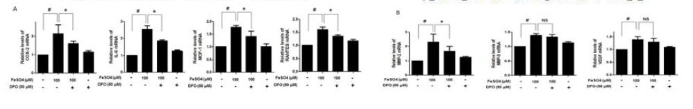 Iron chelator(Deferoxamine)처리가 iron 에 의해서 유도되는 염증 관련, 이동 및 부착 관련 유전자 발현에 미치는 영향