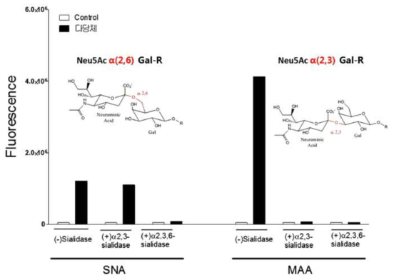 96 알파-2,6-결합에 선택적으로 결합하는 SNA 렉틴 또는 알파-2,3-결합에 선택적 결합하는 MAA 렉틴에 결합하는 APTS로 형광-라벨링된 다당체의 형광감도를 측정한 결과. SNA: 알파-2,6-결합에 선택적으로 결합하는 SNA 렉틴, MAA: 알파-2,3-결합에 선택적 결합하는 MAA 렉틴, (-) sialidase: 시알리다아제 처리 전, (+) α2,3-sialidase: 스트렙토코커스 뉴모니아 시알리다아제 처리 후, (+) α-2,3,6-sialidase: 알쓰로박터 우레아파시엔스 시알리다아제 처리 후, Control: 형광 다당체를 처리하지 않은 음성대조군
