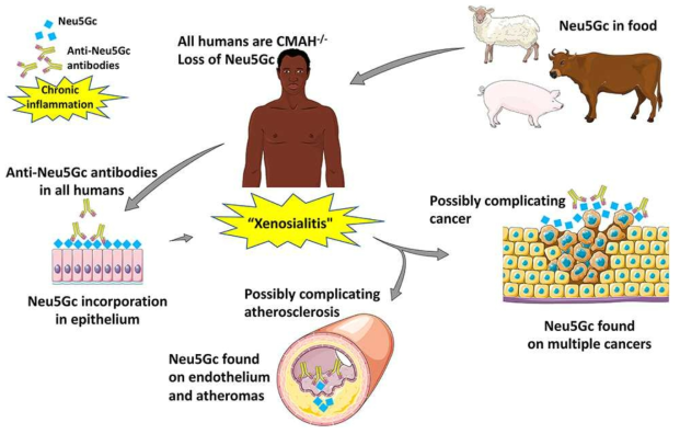 Neu5Gc 섭취로 인해 야기 되는 인체 병리학 : 만성 염증, 동맥경화 및 암의 합병증 유발