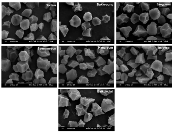 Morphology and appearance of the rice starches from different rice cultivars observed under a scanning electron microscope