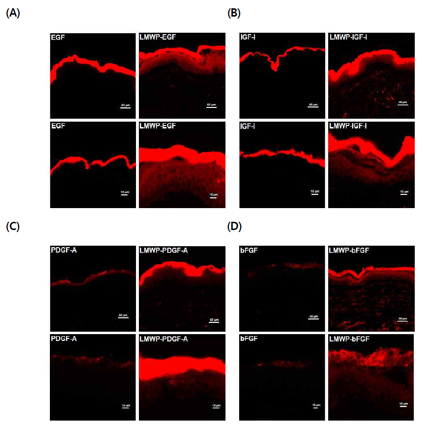 Confocal laser scanning microscope images of human skin after treatment with hydrogel containing fluorescent dye (Alexa fluor 647)-conjugated native GFs or LMWP-GFs for 12 h: (A) EGF and LMWP-EGF; (B) IGF-I and LMWP-IGF-I; (C) PDGF-A and LMWP-PDGF-A; (D) bFGF and LMWP-bFGF. Scale bars represent 10 μm and 50 μm, respectively