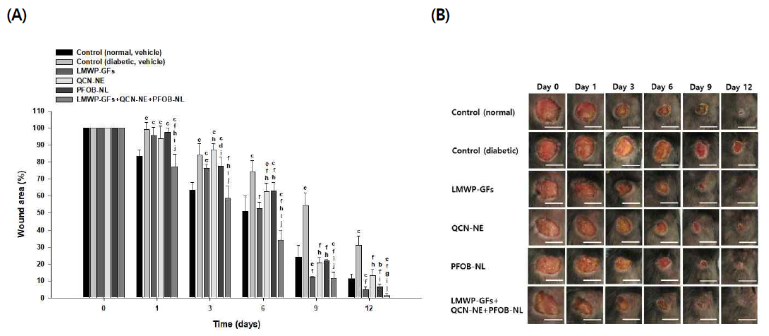 Effect of a hydrogel comprising low-molecular-weight protamine (LMWP)-conjugated growth factors (LMWP-GFs), quercetin-loaded nanoemulsion (QCN-NE), and oxygen carrying perfluorooctyl bromide-loaded nanoliposome (PFOB-NL) on wound area reduction in the full thickness excisional diabetic mouse wound model. (A) Measurements of the wound area measured over 12 days. (B) Representative photographs of wounds treated with vehicle (0.1% Carbopol hydrogel), LMWP-GFs (hydrogel containing LMWP-EGF [100 μg/mL], LMWP-IGF-I [100 μg/mL], LMWP-PDGF-A [2 μg/mL], and LMWP-bFGF [2 μg/mL]), QCN-NE (hydrogel containing QCN-NE [20 μg/mL QCN]), PFOB-NL (hydrogel containing oxygen carrying PFOB-NL [6 mg/mL]), and LMWP-GFs+QCN-NE+PFOB-NL (hydrogel containing LMWP-EGF [100 μg/mL], LMWP-IGF-I [100 μg/mL], LMWP-PDGF-A [2 μg/mL], LMWP-bFGF [2 μg/mL], QCN-NE [20 μg/mL QCN], and oxygen carrying PFOB-NL [6mg/mL]). Each value represents the mean ± standard deviation (n = 15). ap < 0.05, bp < 0.01, cp < 0.001 compared with the vehicle control (normal wound). dp < 0.05, ep < 0.01, fp < 0.001 compared with the vehicle control (diabetic wound). gp < 0.05, hp < 0.001 compared with the hydrogel containing LMWP-GFs. ip < 0.001 compared with the hydrogel containing QCN-NE. jp < 0.001 compared with the hydrogel containing PFOB-NL. Scale bar in (B) means 10 mm