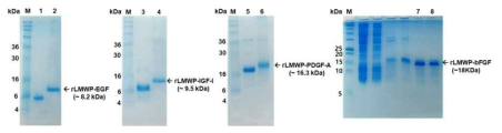 SDS-PAGE analysis of purified low-molecular-weight protamine (LMWP)-conjugated growth factors: Markers(M); rLMWP-EGF(lane 1, 2); rLMWP-IGF-I(lane 3, 4); rLMWP-PDGF-A(lane 5, 6); rLMWP-bFGF(lane 7, 8)