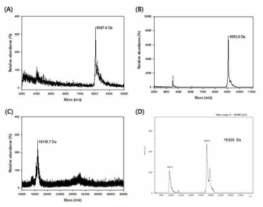 The actual molecular weights of rLMWP-EGF (A), rLMWP-IGF-I (B), rLMWP-PDGF-A (C), and rLMWP-bFGF (D) as determined by matrix-assisted laser desorption/ionization time-of-flight mass spectroscopy