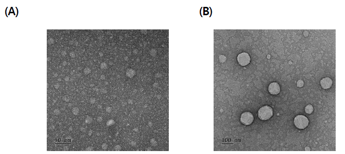 Transmission electron micrographs of (A) QCN-loaded o/w nanoemulsion (QCN-NE) and (B) elastic nanoliposomes containing perfluorooctyl bromide (PFOB-NL) in 0.1% Carbopol hydrogel. Scale bars in (A) and (B) mean 50 and 100 nm, respectively