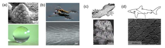 자연에서 관찰가능한 초발수 표면의 예