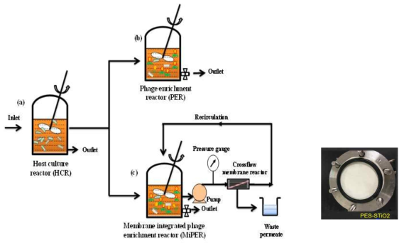 실험실규모 파지 고농축 연속배양 시스템 (a) 숙주배양조, (b) 파지배양조(control), (c) 분리막 기반 파지 농화 배양조(MiPER)