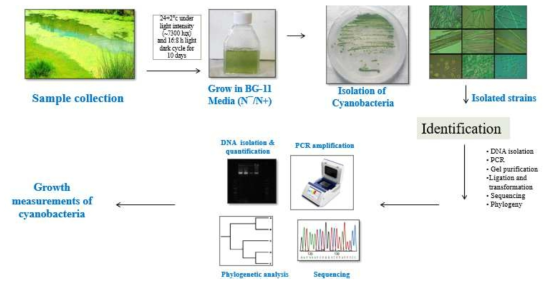 Isolation, identification and characterization of cyanobacteria from river water samples