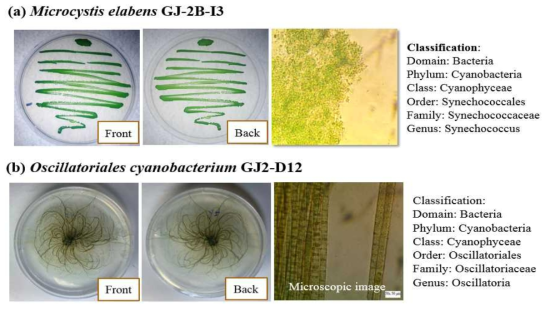 Morphology of the isolated cyanobacteria (a) Microcystis elabens GJ-2B-I3, (b) Oscillatoriales cyanobacterium GJ2-D12