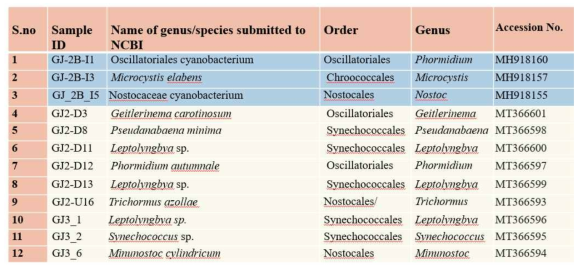 Isolation and identification of cyanobacteria from Gang Jung-bo of Nakdong river