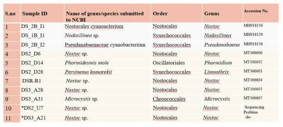 Isolation and identification of cyanobacteria from Gang Jung-bo of Nakdong river