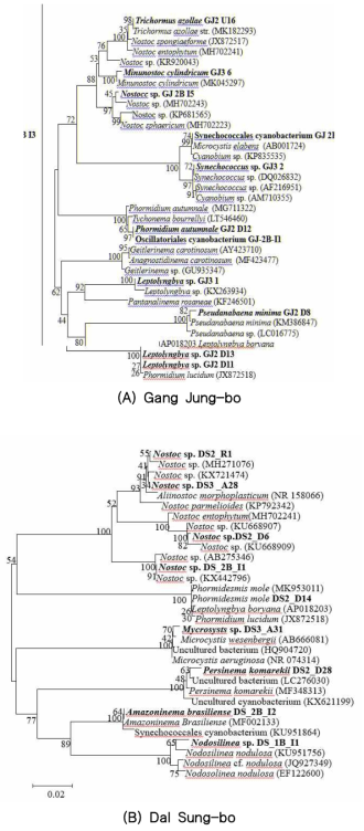 Phylogenetic analysis of cyanobacteria isolated from Nakdong river Neighbor-joining phylogenetic analysis of cyanobacterial partial 16S rDNA sequences obtained from Dal Sung-bo weir of Nakdong river water samples. Sequences obtained in the study are shown in boldface. Numerical values on branches are the bootstrap values as percentage of bootstrap replication from 1000 replicate analysis. The scale represents substitution per site