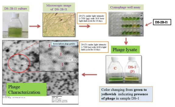 Example of Well plate assay for cyanophage isolation