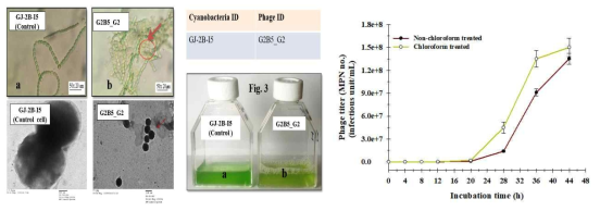 시아노파지의 감염 특성 예시(Nostoc sp. GJ-2B-I5)