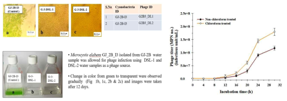 시아노파지의 감염 특성 예시(Microcystis elabens GJ_2B_I3)