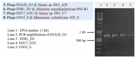 Identification of cyanophage using polymerase chain reaction (PCR) and sequence analysis