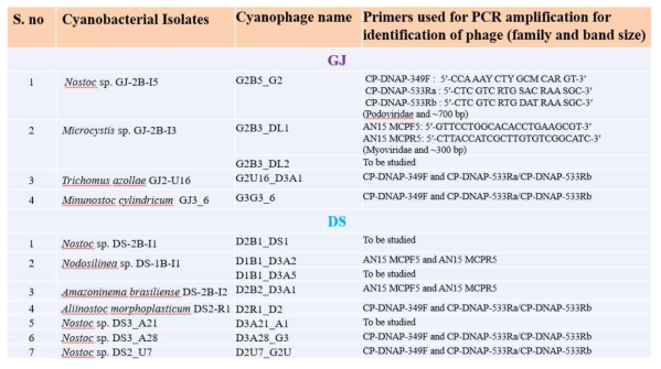 Primers used for PCR amplification for identification of phage