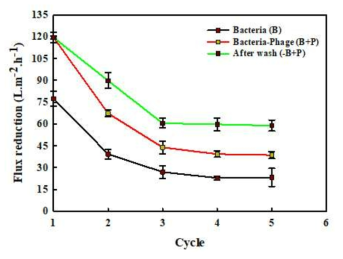 Nanocomposite ultrafiltration membrane permeability behaviour with bacterial suspension, bacteria-phage suspension without and with wash