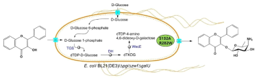 개량된 아미노당 특이적 당화 효소의 활성 확인 방법. 세포내 생합성 유전자 도입을 통한 dTDP-4-amino-4,6-dideoxy-D-galactose 생성하는 미생물을 통한 in vivo 당화 반응