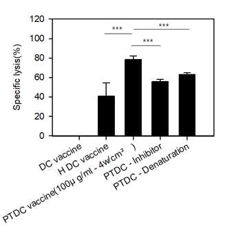 HSP의 면역원성 기여도 분석 HSP70 inhibitor (VER-15508)와 100°C heating denaturation group을 추가시켜 invivo CTL을 통하여 specific lysis를 분석하였음