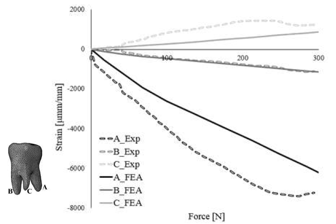 Strain-force curves during clenching from experiment and FE analysis on tooth-PDL-bone complex