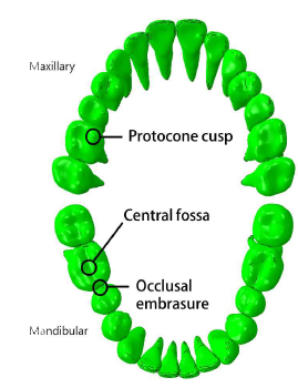 Details of occlusal surface