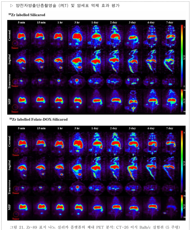 Zr-89 표지 나노 실리카 플랫폼의 체내 PET 분석; CT-26 이식 Balb/c 실험쥐 (5 주령)