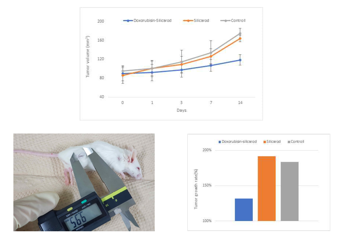독소루비신 담지 나노 실리카 플랫폼의 종양성장 억제율 평가