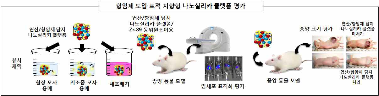 항암제 도입 나노실리카 플랫폼 개발 전체 모식도