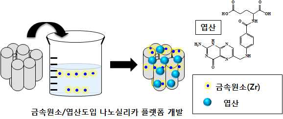 금속원소 (Zr)/표적지향형 엽산 도입 실리카 나노플랫