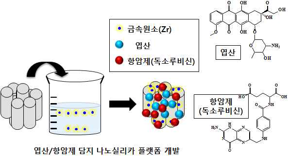 엽산/항암제 담지 나노실리카 플랫폼 도입법 확립