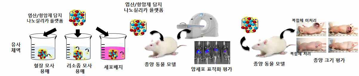 엽산/항암제 담지 나노실리카 플랫폼 안정성 평가 및 생물학적 평가