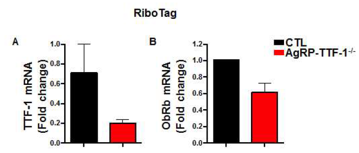 AgRP-TTF-1-/- 생쥐에서 AgRP 뉴론 선택적 TTF-1과 ObRb mRNA 분석