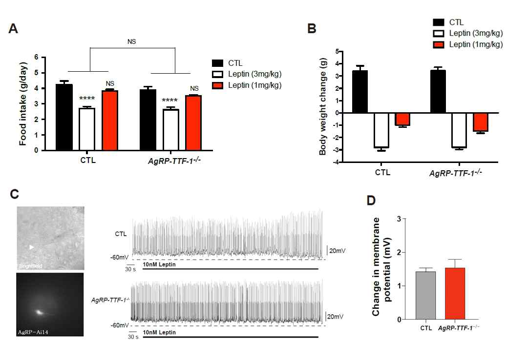 AgRP-TTF-1-/- 생쥐의 렙틴 반응성과 AgRP 뉴론 활성 변화 분석