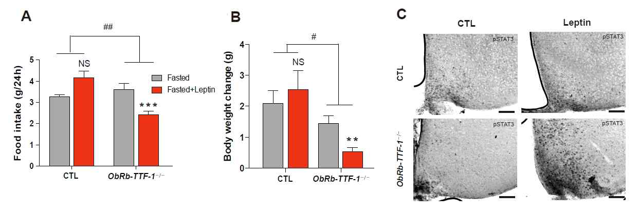 고지방식이 조건에서 ObRb-TTF-1-/- 생쥐의 렙틴 반응성 분석
