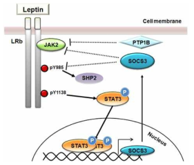 렙틴 신호전달 경로의 음성되먹임