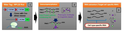 RiboTag 시스템 모식도