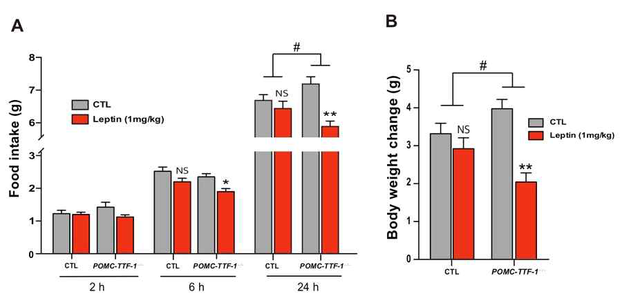 POMC-TTF-1-/- mice에서 렙틴 반응성
