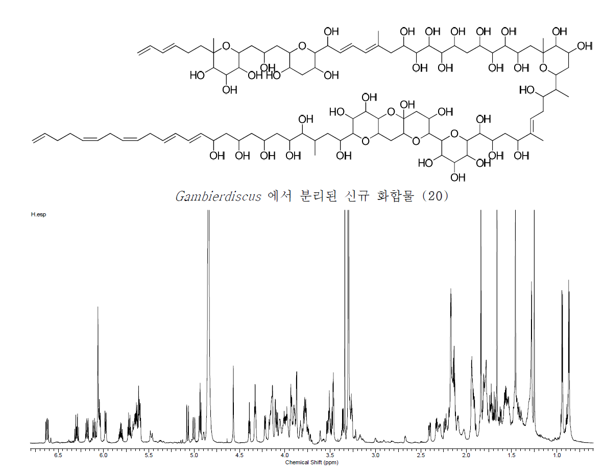 Gambierdiscus 분액 M2로부터 분리된 신규 거대 독성 화합물의 평면 화학구조 (위)과 그의 1H NMR spectra (아래)