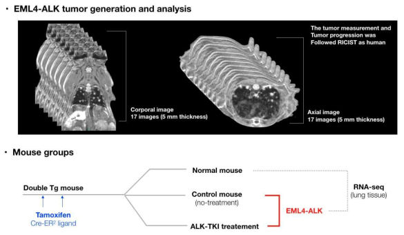 EML4-ALK 종양의 생성과 항종양효과 측정방법, RNA seq을 위한 그룹핑 방법