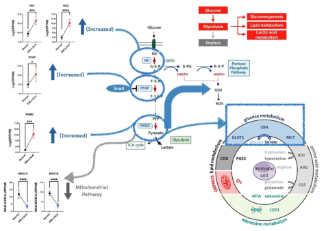 Glycolysis 유전자군의 증가와 lactic acid transporter (MCT1)의 증가 확인2