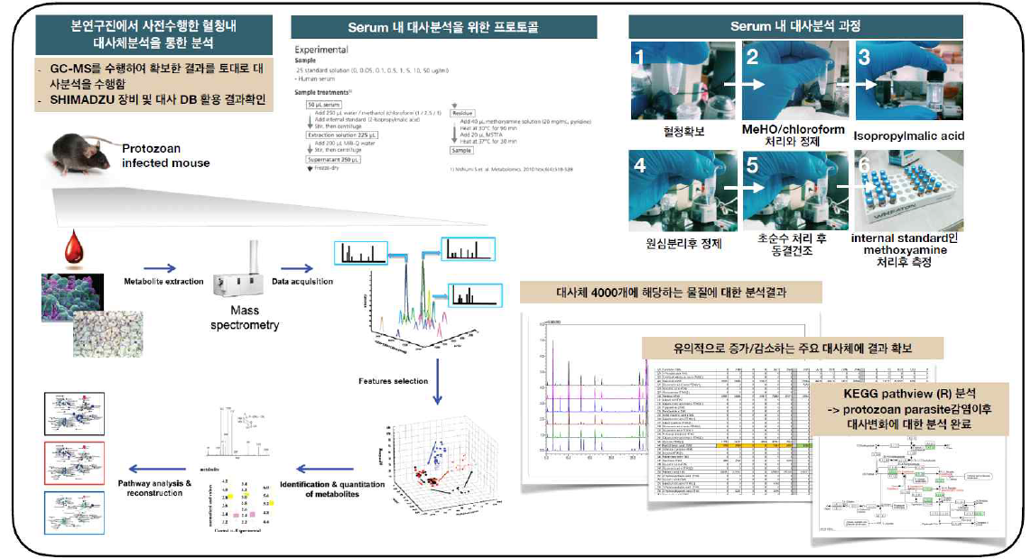 본 연구진에서 사전수행한 혈청내 대사체 분석과 결과(사전연구결과/분석경험)